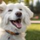 aiding deaf dogs hearing