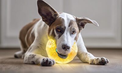 deaf dog toy recommendations