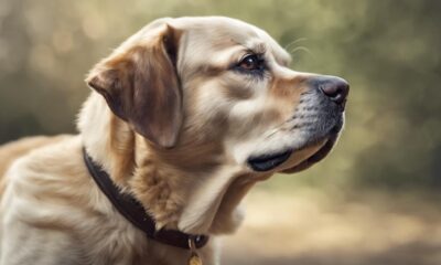dogs hearing loss anxiety