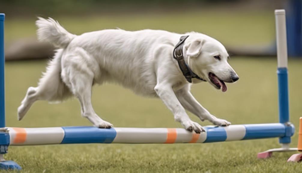 empowering deaf dogs abilities