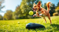 top dog toy launchers