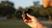rabies bat